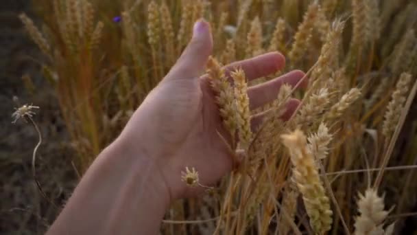 Man hand touching spikelets of yellow ripe wheat on golden field during sunny autumn day. Spikes of organic rye swaying in wind. Harvest season. Agriculture. — Stock Video