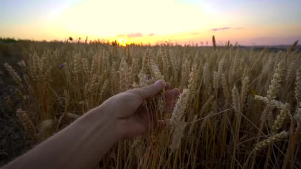 Man hand touching spikelets of yellow ripe wheat on golden field during sunny autumn day. Spikes of organic rye swaying in wind. Harvest season. Agriculture. — Stock Video