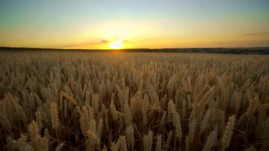 Buğday tarlası. Tarlada buğdayın altın kulakları. Çayır buğday tarlasının olgunlaşma kulaklarıarka. Zengin hasat. Doğal ürün tarımı.