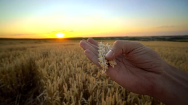 Man hand touching spikelets of yellow ripe wheat on golden field during sunny autumn day. Spikes of organic rye swaying in wind. Harvest season. Agriculture. — Stock Video