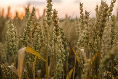 Buğday tarlası. Tarlada buğdayın altın kulakları. Çayır buğday tarlasının olgunlaşma kulaklarıarka. Zengin hasat. Doğal ürün tarımı.