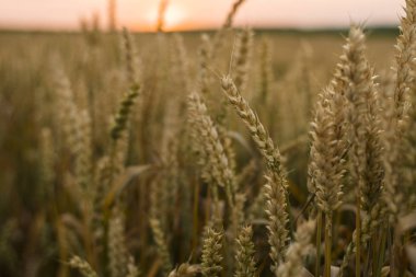 Buğday tarlası. Tarlada buğdayın altın kulakları. Çayır buğday tarlasının olgunlaşma kulaklarıarka. Zengin hasat. Doğal ürün tarımı.