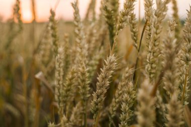 Buğday tarlası. Tarlada buğdayın altın kulakları. Çayır buğday tarlasının olgunlaşma kulaklarıarka. Zengin hasat. Doğal ürün tarımı.