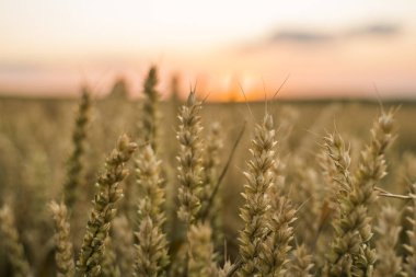 Buğday tarlası. Tarlada buğdayın altın kulakları. Çayır buğday tarlasının olgunlaşma kulaklarıarka. Zengin hasat. Doğal ürün tarımı.