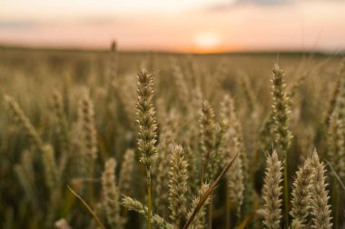 Buğday tarlası. Tarlada buğdayın altın kulakları. Çayır buğday tarlasının olgunlaşma kulaklarıarka. Zengin hasat. Doğal ürün tarımı.