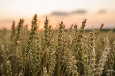 Buğday tarlası. Tarlada buğdayın altın kulakları. Çayır buğday tarlasının olgunlaşma kulaklarıarka. Zengin hasat. Doğal ürün tarımı.