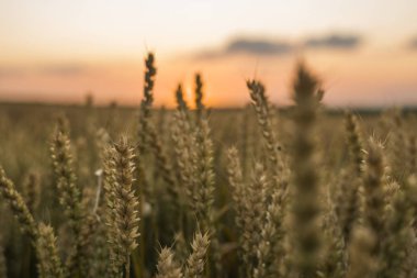 Buğday tarlası. Tarlada buğdayın altın kulakları. Çayır buğday tarlasının olgunlaşma kulaklarıarka. Zengin hasat. Doğal ürün tarımı.