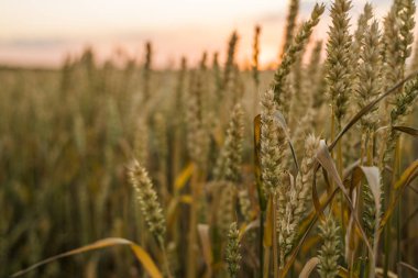 Buğday tarlası. Tarlada buğdayın altın kulakları. Çayır buğday tarlasının olgunlaşma kulaklarıarka. Zengin hasat. Doğal ürün tarımı.