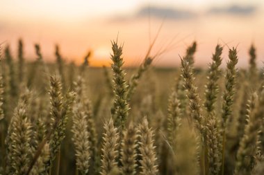Buğday tarlası. Tarlada buğdayın altın kulakları. Çayır buğday tarlasının olgunlaşma kulaklarıarka. Zengin hasat. Doğal ürün tarımı.