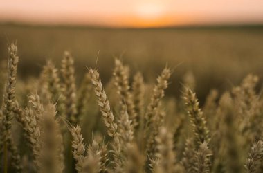 Buğday tarlası. Tarlada buğdayın altın kulakları. Çayır buğday tarlasının olgunlaşma kulaklarıarka. Zengin hasat. Doğal ürün tarımı.