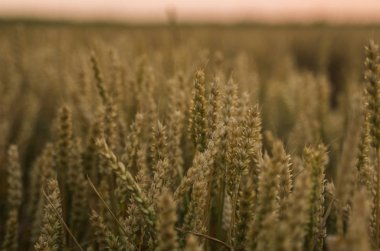 Buğday tarlası. Tarlada buğdayın altın kulakları. Çayır buğday tarlasının olgunlaşma kulaklarıarka. Zengin hasat. Doğal ürün tarımı.