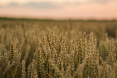 Buğday tarlası. Tarlada buğdayın altın kulakları. Çayır buğday tarlasının olgunlaşma kulaklarıarka. Zengin hasat. Doğal ürün tarımı.