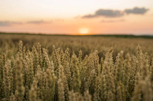 Wheat field. Golden ears of wheat on the field. Background of ripening ears of meadow wheat field. Rich harvest. Agriculture of natural product.