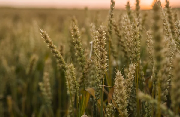 Vetefält. Gyllene öron av vete på fältet. Bakgrund av mognads öron av ängs vete fält. Rik skörd. Jordbruk av naturprodukt. — Stockfoto