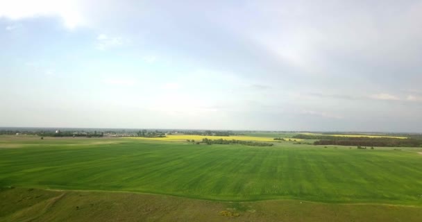 夕焼けの空を持つ若い緑の小麦畑の航空写真。熟した耳の小麦。農業。天然物。農業の風景. — ストック動画