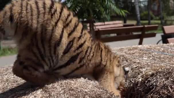 Close up vídeo de tigre bebê brincando, andando, pulando e rugindo no zoológico. Bonito e perigoso animal . — Vídeo de Stock