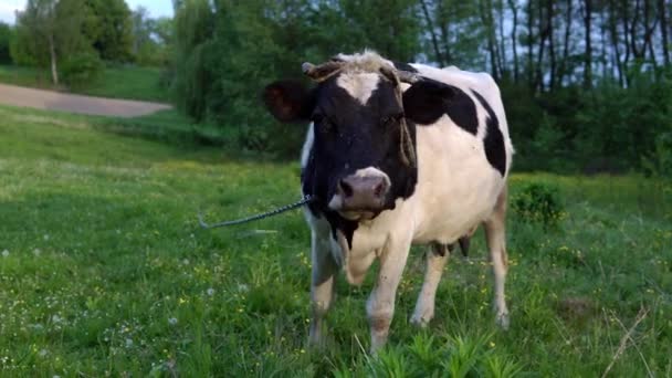 Vaches broutant dans une journée ensoleillée. Vache de ferme mangeant de l'herbe. Gros plan de Holstein vache manger de l'herbe. Ferme bovins mangeant de l'herbe .