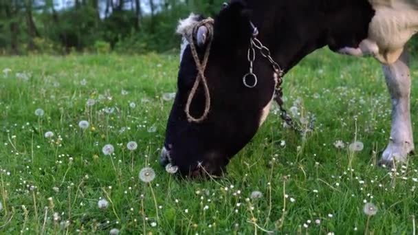 Vacas pastando en un soleado día de amor. Vaca de granja comiendo hierba. Primer plano de la vaca holstein comer hierba. Ganado de granja comiendo hierba . — Vídeo de stock