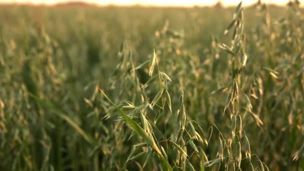 Cerca de una avena verde espigas de trigo que crecen en el campo en el día soleado. Agricultura. Producto de naturaleza . — Vídeos de Stock