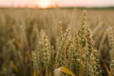 Buğday tarlası. Tarlada buğdayın altın kulakları. Çayır buğday tarlasının olgunlaşma kulaklarıarka. Zengin hasat. Doğal ürün tarımı.