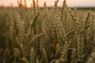 Buğday tarlası. Tarlada buğdayın altın kulakları. Çayır buğday tarlasının olgunlaşma kulaklarıarka. Zengin hasat. Doğal ürün tarımı.