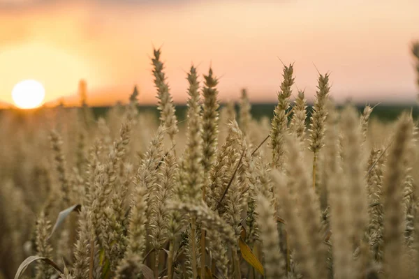 Wheat field. Golden ears of wheat on the field. Background of ripening ears of meadow wheat field. Rich harvest. Agriculture of natural product.