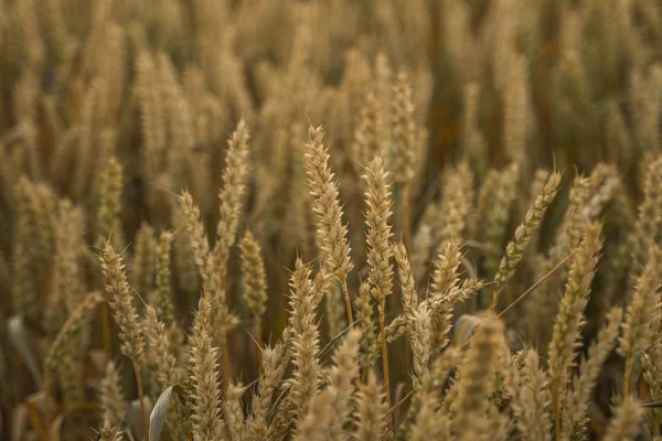 Vetefält. Gyllene öron av vete på fältet. Bakgrund av mognads öron av ängs vete fält. Rik skörd. Jordbruk av naturprodukt. — Stockfoto