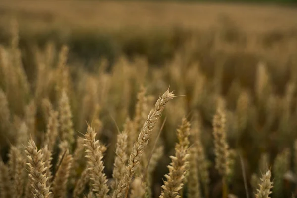 Campo de trigo. Orelhas douradas de trigo no campo. Fundo de amadurecimento orelhas de campo de trigo prado. Colheita rica. Agricultura do produto natural . — Fotografia de Stock