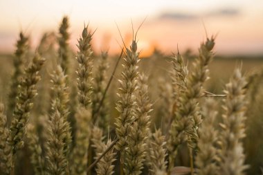 Buğday tarlası. Tarlada buğdayın altın kulakları. Çayır buğday tarlasının olgunlaşma kulaklarıarka. Zengin hasat. Doğal ürün tarımı.