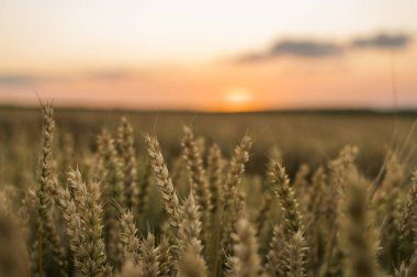 Buğday tarlası. Tarlada buğdayın altın kulakları. Çayır buğday tarlasının olgunlaşma kulaklarıarka. Zengin hasat. Doğal ürün tarımı.