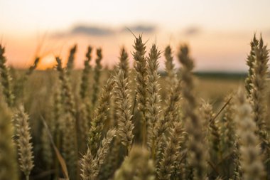 Buğday tarlası. Tarlada buğdayın altın kulakları. Çayır buğday tarlasının olgunlaşma kulaklarıarka. Zengin hasat. Doğal ürün tarımı.