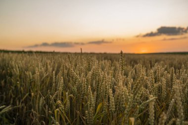 Buğday tarlası. Tarlada buğdayın altın kulakları. Çayır buğday tarlasının olgunlaşma kulaklarıarka. Zengin hasat. Doğal ürün tarımı.