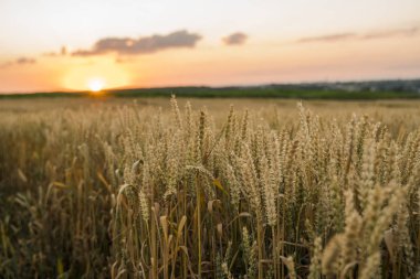 Buğday tarlası. Tarlada buğdayın altın kulakları. Çayır buğday tarlasının olgunlaşma kulaklarıarka. Zengin hasat. Doğal ürün tarımı.