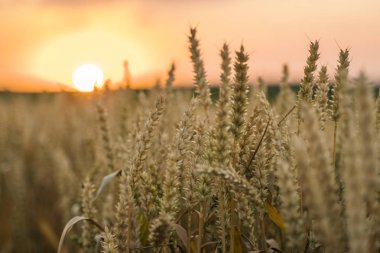 Buğday tarlası. Tarlada buğdayın altın kulakları. Çayır buğday tarlasının olgunlaşma kulaklarıarka. Zengin hasat. Doğal ürün tarımı.