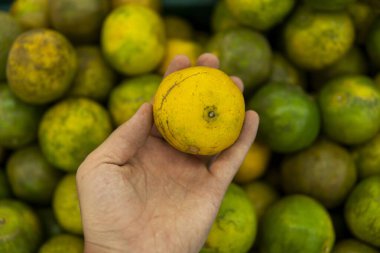 Mans bir arka plan olarak bir sürü yeşil mandalina ile yeşil taze taze bir mandalina tutarak el. Yemek konsepti. Tropikal ve egzotik meyveler. Sağlıklı ve vitaminli gıda kavramı.
