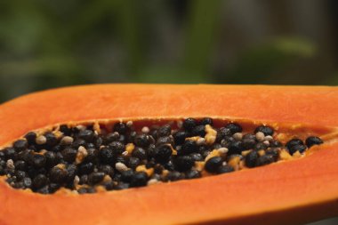 Arkaplanda yeşil bitkiler olan olgun papaya tohumlarının yarısı. Tatlı papaya dilimleri. Yarım papayalar. Sağlıklı egzotik meyveler. Vejetaryen yemeği..