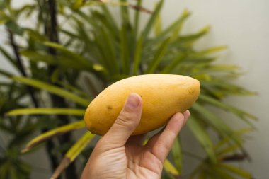 Erkekler arka planda palmiye ağacı olan taze ve olgun bir mango meyvesini tutuyor. Faydalı ve vitamin zengini yiyecekler. Vejetaryen. Tropikal ve egzotik meyveler. Sağlıklı ve vitaminli gıda kavramı.