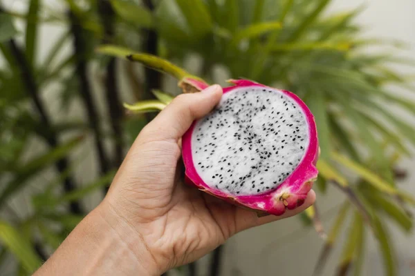 Male hand holding a dragon fruit with a palm tree on a background. Slice of white dragon fruit or pitaya. Tropical and exotic fruits. Healthy and vitamin food concept.