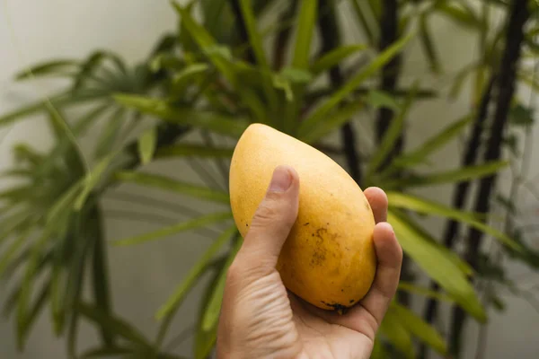 Mens hand håller en fräsch och mogen mango frukt med en palm på bakgrunden. Användbar och vitaminrik mat. Vegeteriskt. Tropiska och exotiska frukter. Friska och vitamin livsmedel koncept. — Stockfoto