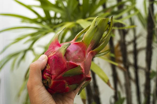 Main masculine tenant un fruit de dragon avec un palmier sur un fond. Fruits du dragon ou pitaya. Fruits tropicaux et exotiques. Concept d'aliments sains et vitaminés . — Photo