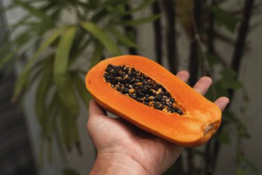 Erkek el, arka planda yeşil bitkiler olan yarım olgun papayayı tutuyor. Tatlı papaya dilimleri. Yarım papayalar. Sağlıklı egzotik meyveler. Vejetaryen yemeği..