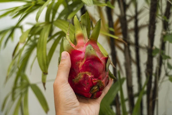 Mano maschile che tiene un frutto di drago con una palma su uno sfondo. Frutta del drago o pitaya. Frutti tropicali ed esotici. Concetto di cibo sano e vitaminico . — Foto Stock