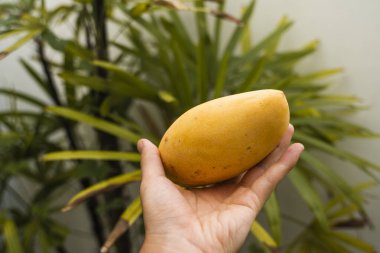 Erkekler arka planda palmiye ağacı olan taze ve olgun bir mango meyvesini tutuyor. Faydalı ve vitamin zengini yiyecekler. Vejetaryen. Tropikal ve egzotik meyveler. Sağlıklı ve vitaminli gıda kavramı.