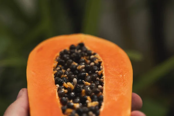 Mannelijke hand met een halve rijpe papaya met zaden met een groene plant op de achtergrond. Snijdt zoete papaja. Halve papaja 's. Gezonde exotische vruchten. Vegetarisch voedsel. — Stockfoto