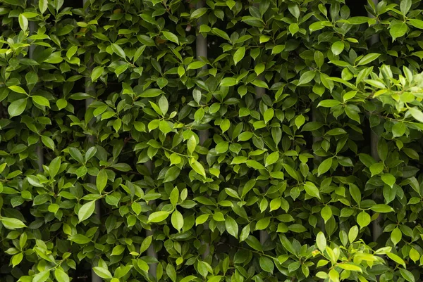 Una planta que crece en la fachada de metal, al aire libre . —  Fotos de Stock