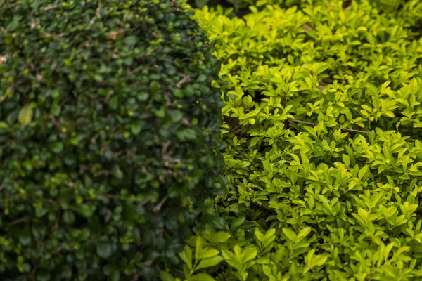 Verschiedene Bäume und Pflanzen im Park. Zierpflanzen zur Dekoration öffentlicher Plätze, Parks, Plätze und privater Rasenflächen. — Stockfoto