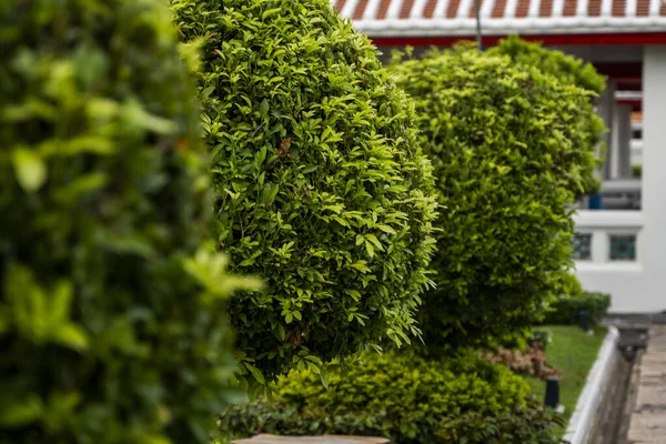 Olika träd och växter i parken. Prydnadsväxter för dekoration av offentliga platser, parker, torg och privata gräsmattor. — Stockfoto