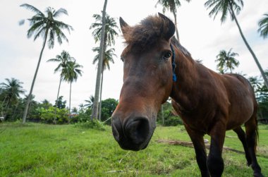 Güzel kahverengi meraklı at arka planda palmiye ağaçları olan kameraya bakıyor. Palmiye ağaçlarının altında at otluyor..