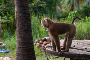 Zincirli maymun çiftlikte boynunda çan olan..