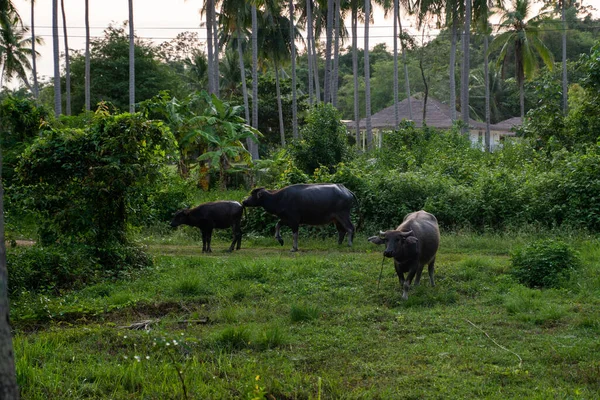 Буйволы с большими рогами пасутся на газоне в зеленых тропических джунглях . — стоковое фото